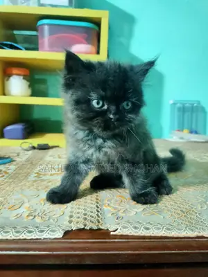 1-3 Months Male Purebred Persian