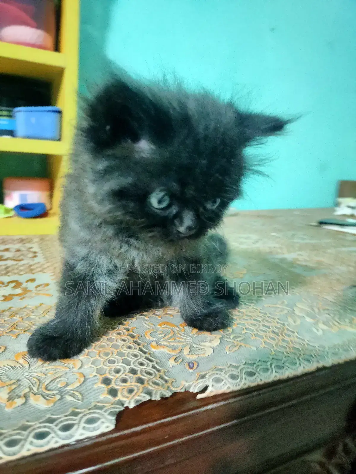1-3 Months Male Purebred Persian
