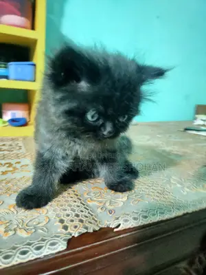 1-3 Months Male Purebred Persian