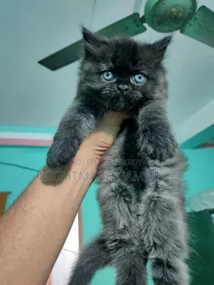 1-3 Months Male Purebred Persian