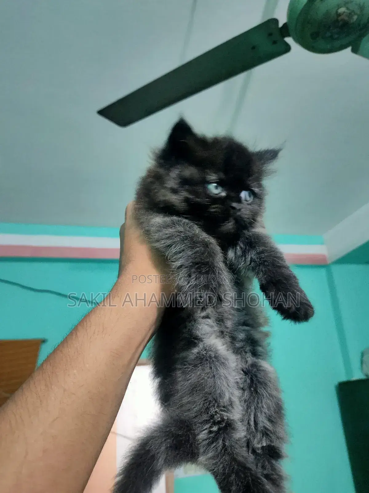 1-3 Months Male Purebred Persian