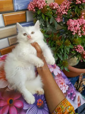 1-3 Months Male Purebred Persian
