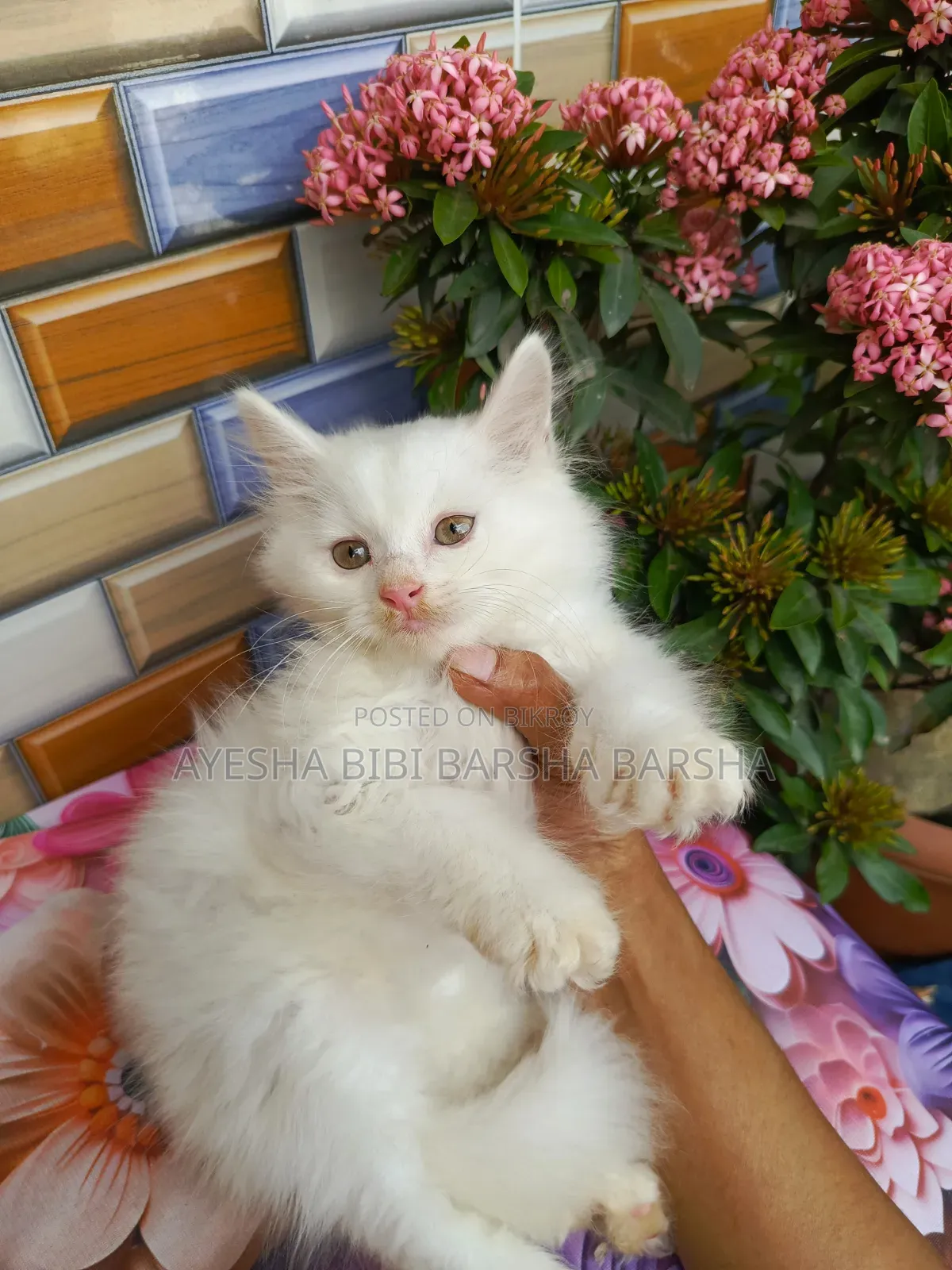 1-3 Months Male Purebred Persian