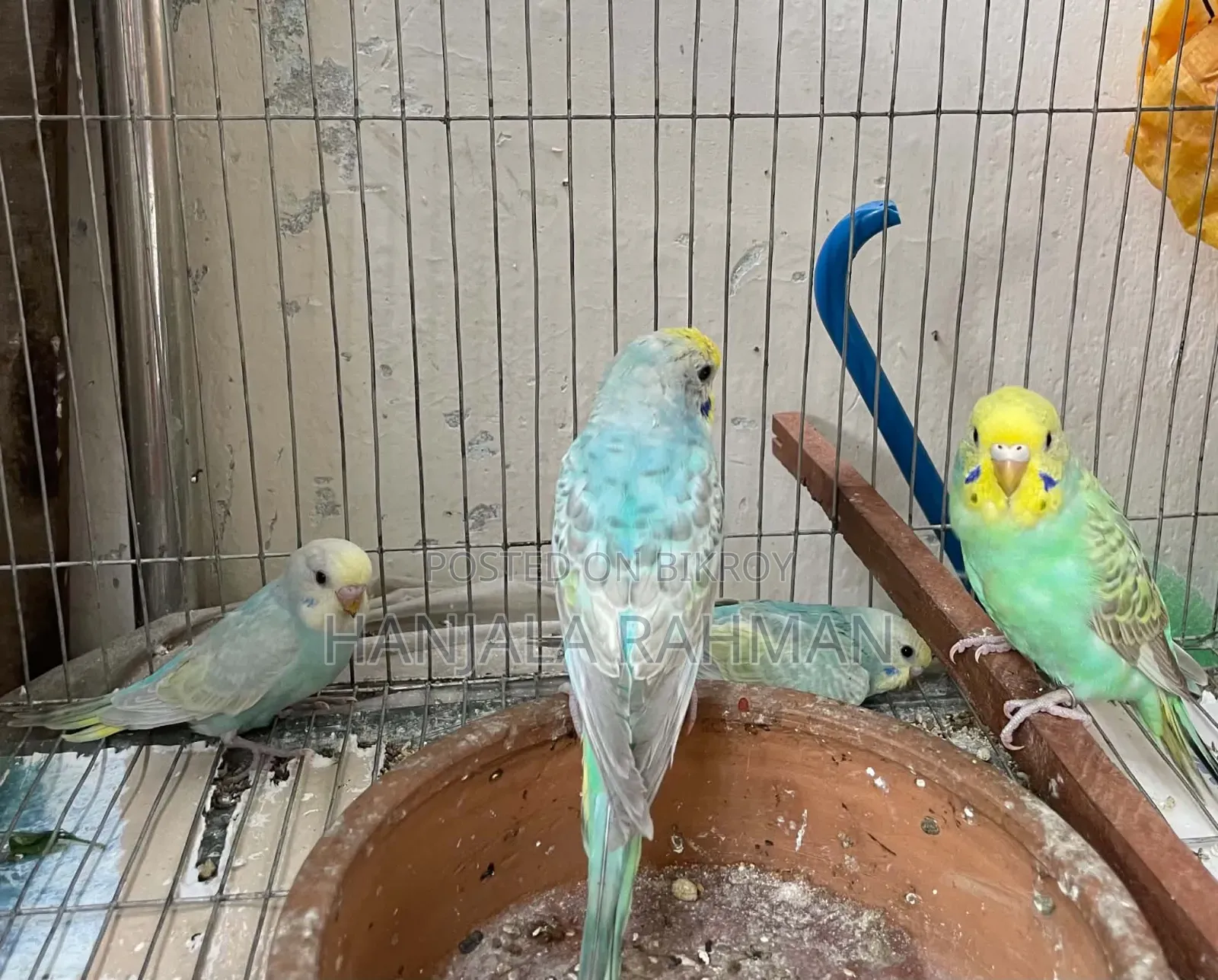 Rainbow Budgie