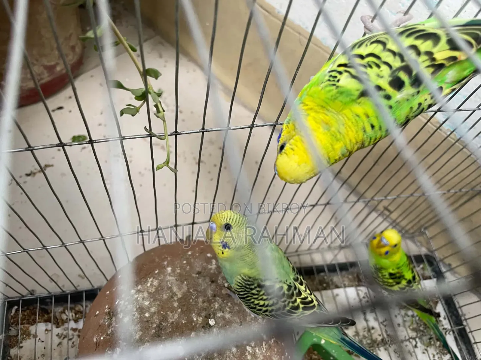 Rainbow Budgie