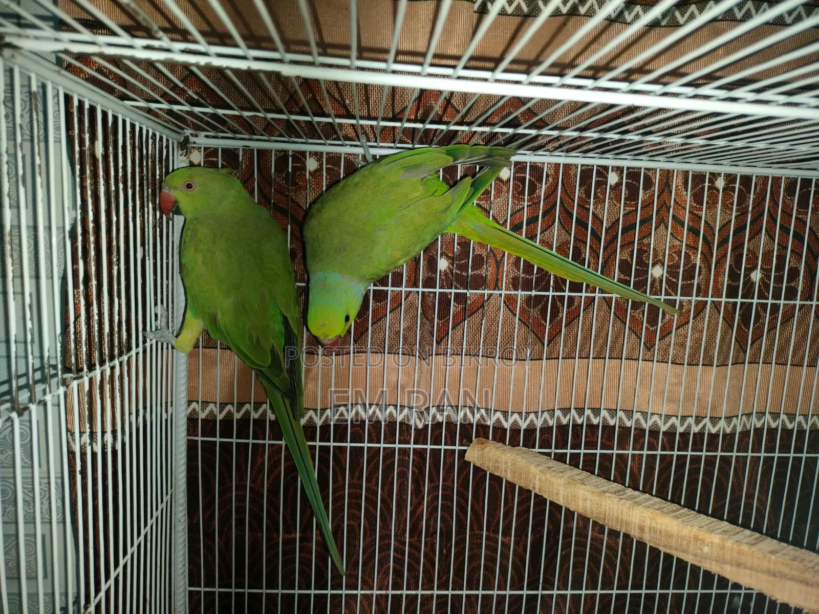 Parrot Running Pair