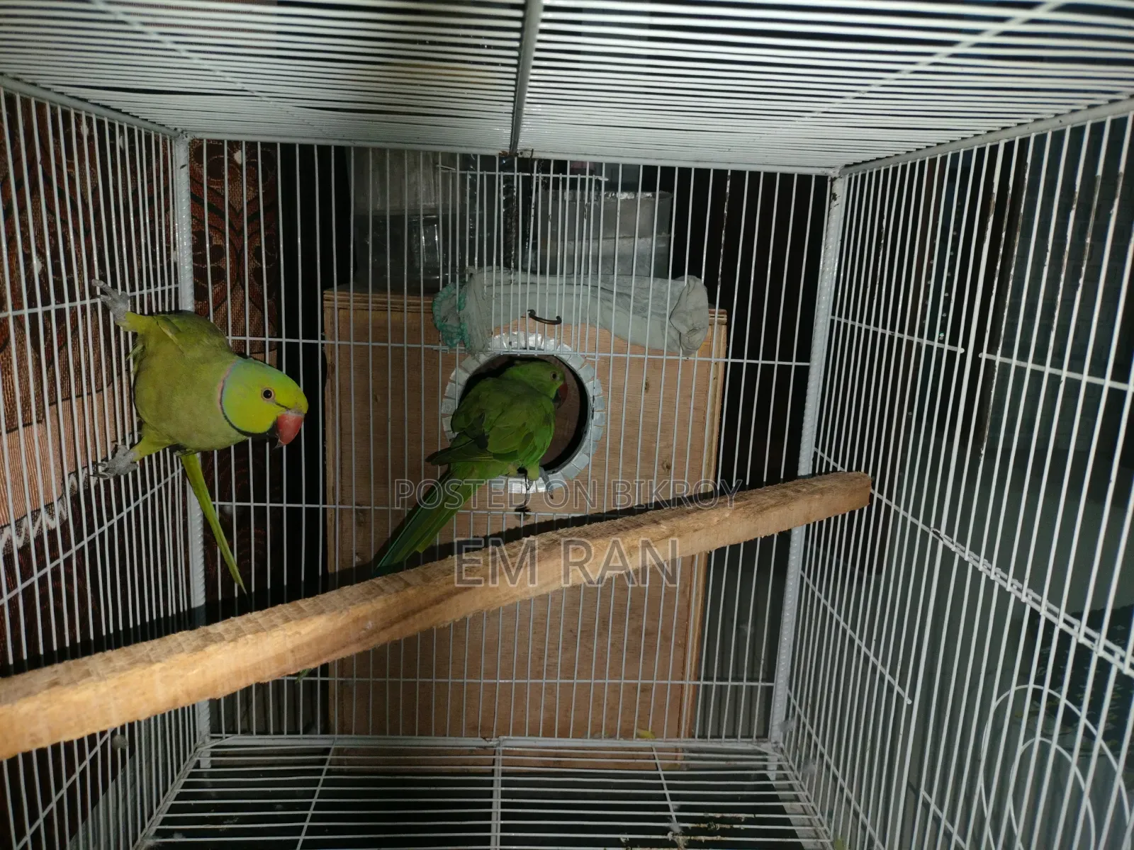 Parrot Running Pair