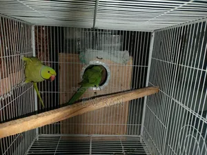 Parrot Running Pair