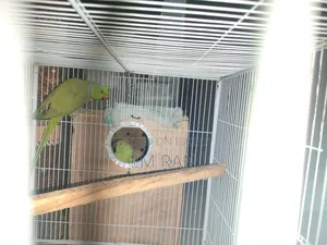 Parrot Running Pair