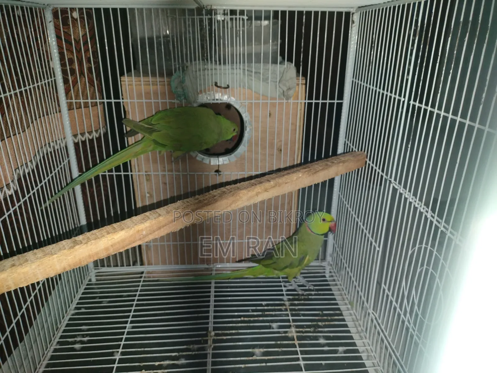 Parrot Running Pair
