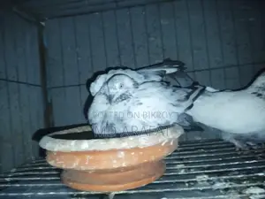 Giribaz Pigeon