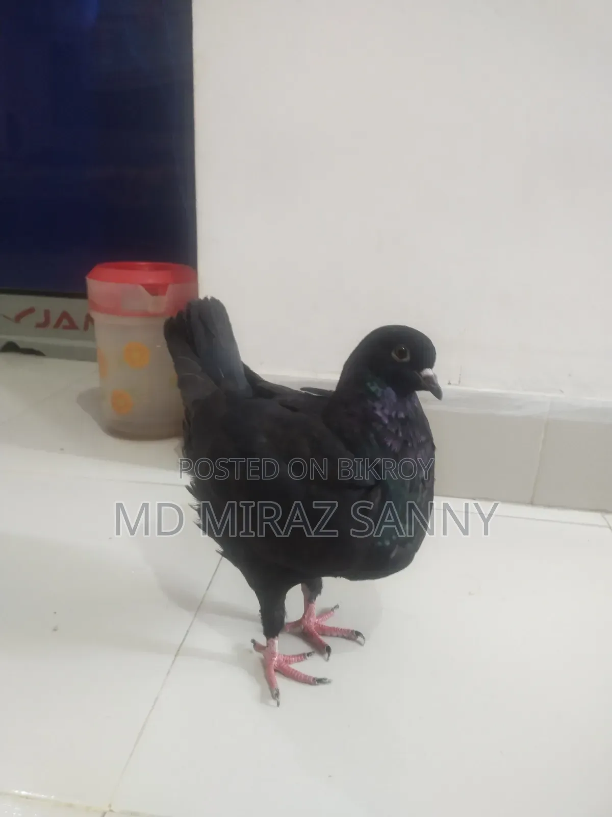 King Pigeon Female