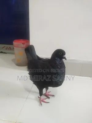 King Pigeon Female