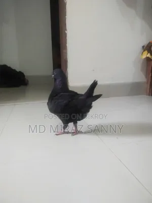 King Pigeon Female