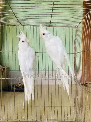 Albino Cocktails Almost Adult Pair Sell Kora Hobe.
