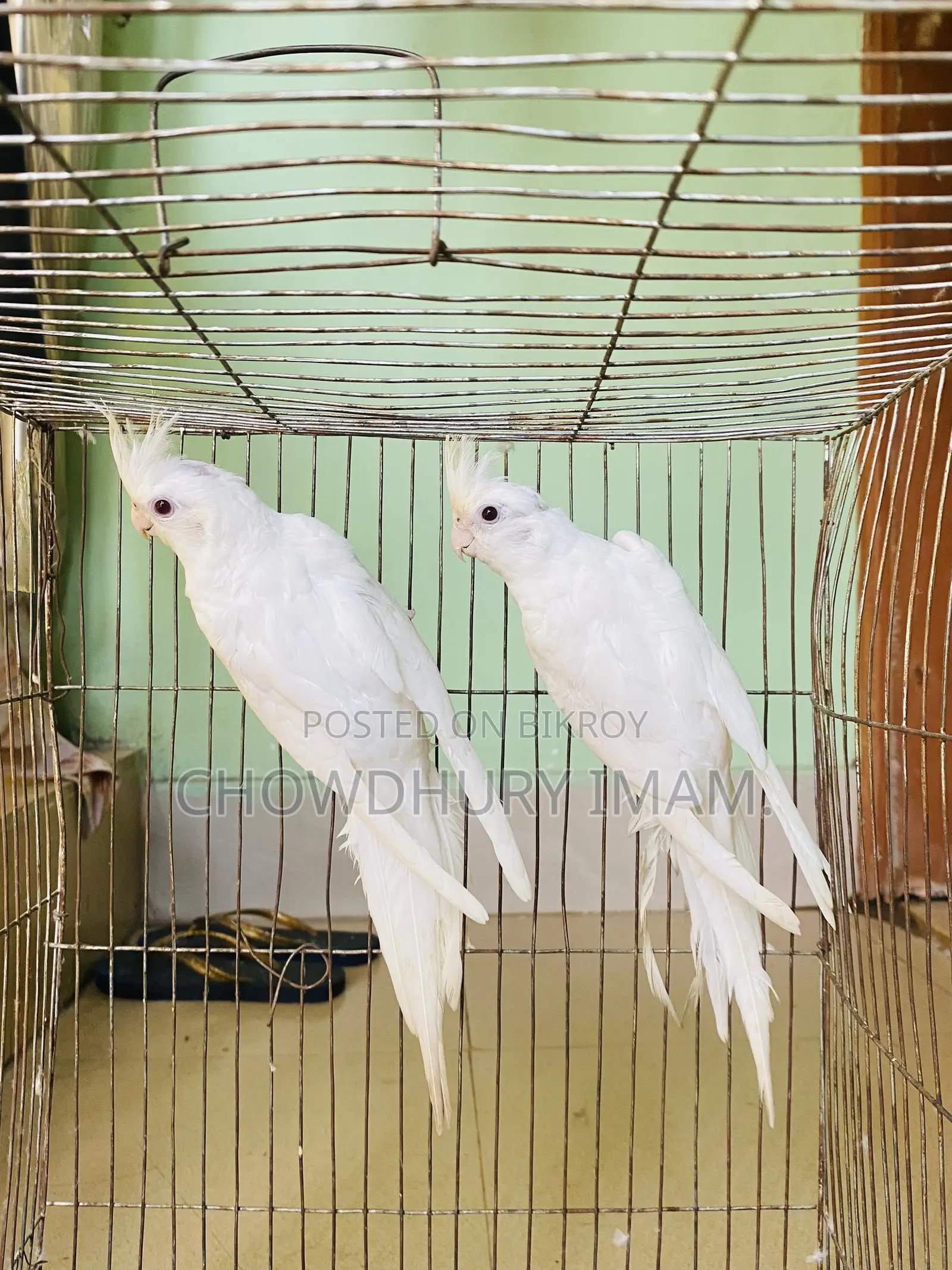 Albino Cocktails Almost Adult Pair Sell Kora Hobe.