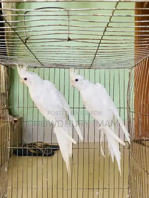 Albino Cocktails Almost Adult Pair Sell Kora Hobe.
