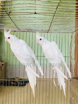 Albino Cocktails Almost Adult Pair Sell Kora Hobe.