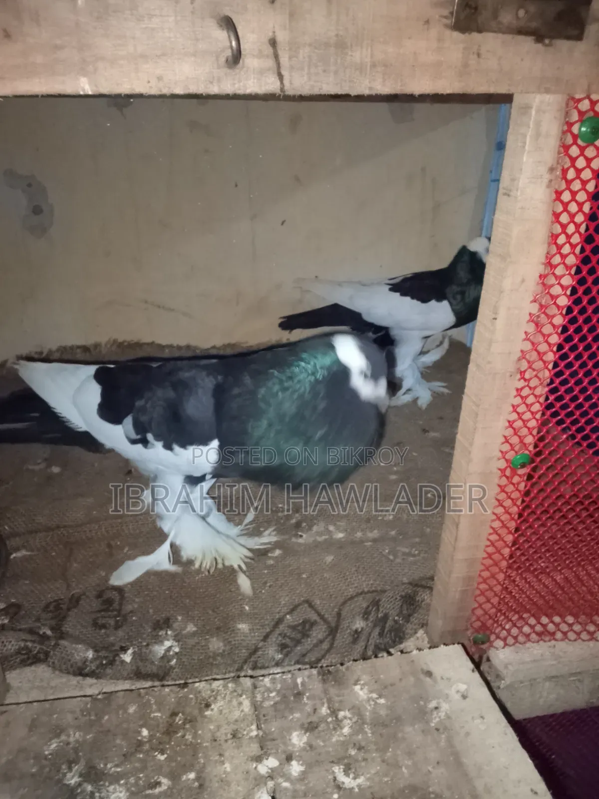 Pouter Ball Pigeon