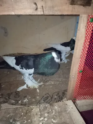 Pouter Ball Pigeon