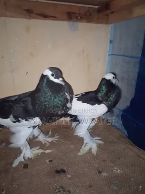 Pouter Ball Pigeon