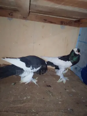 Pouter Ball Pigeon