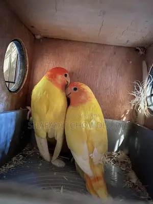 Lutino Opaline Lovebird Pair