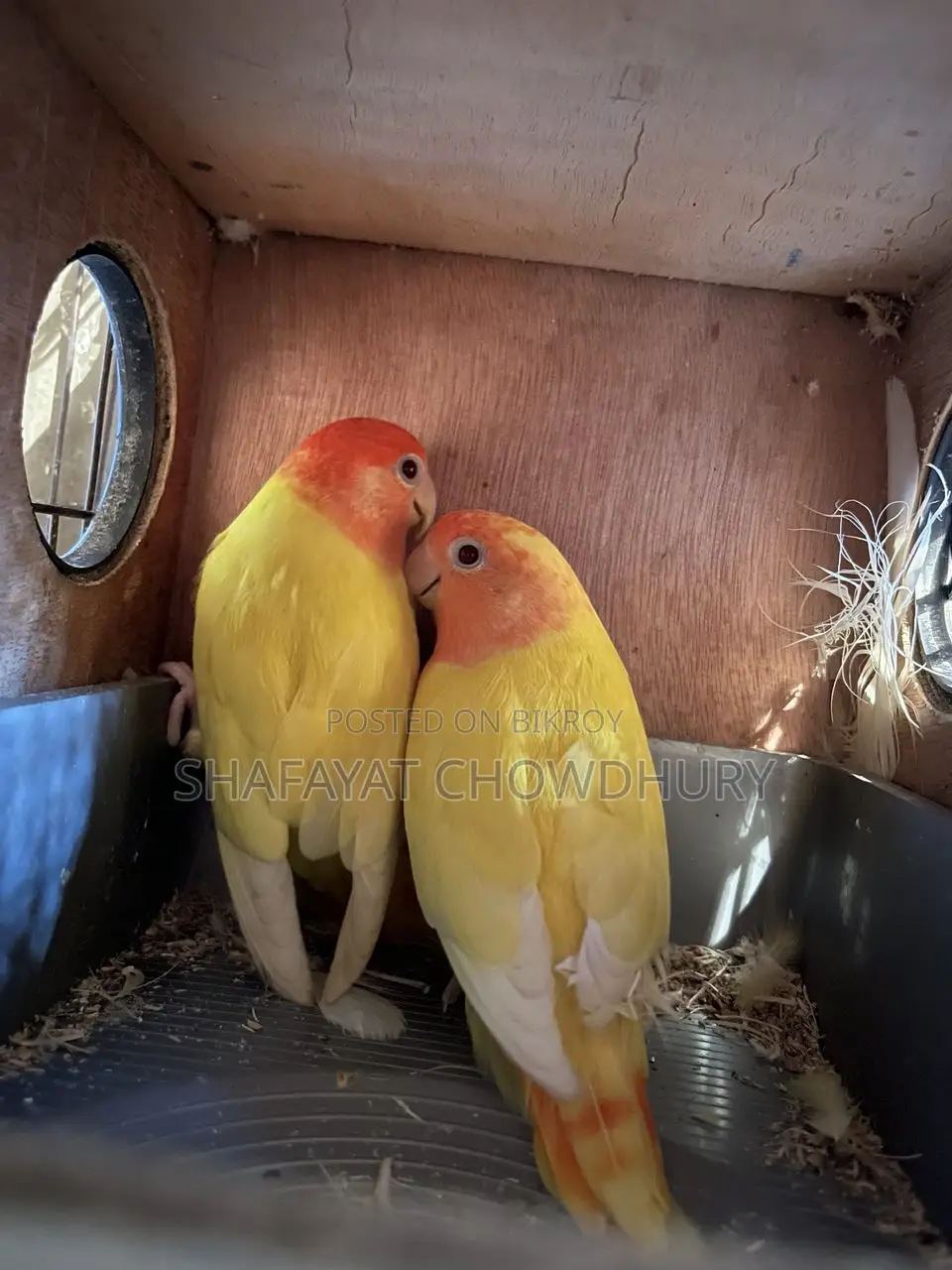 Lutino Opaline Lovebird Pair