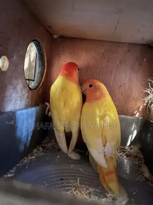 Lutino Opaline Lovebird Pair