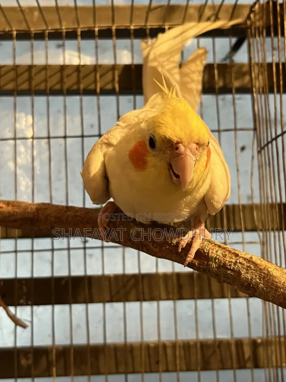 লুটিনো ককাটেল