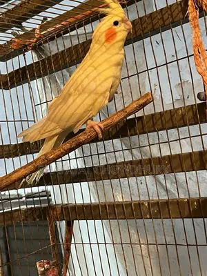 লুটিনো ককাটেল