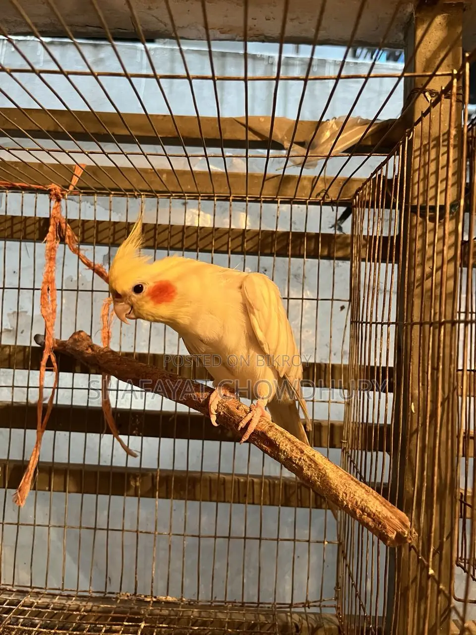 লুটিনো ককাটেল