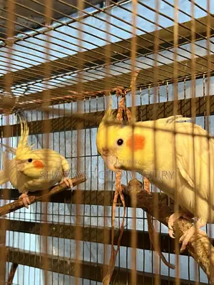 Lutino Cockatiel