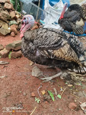 New Adult Turkey