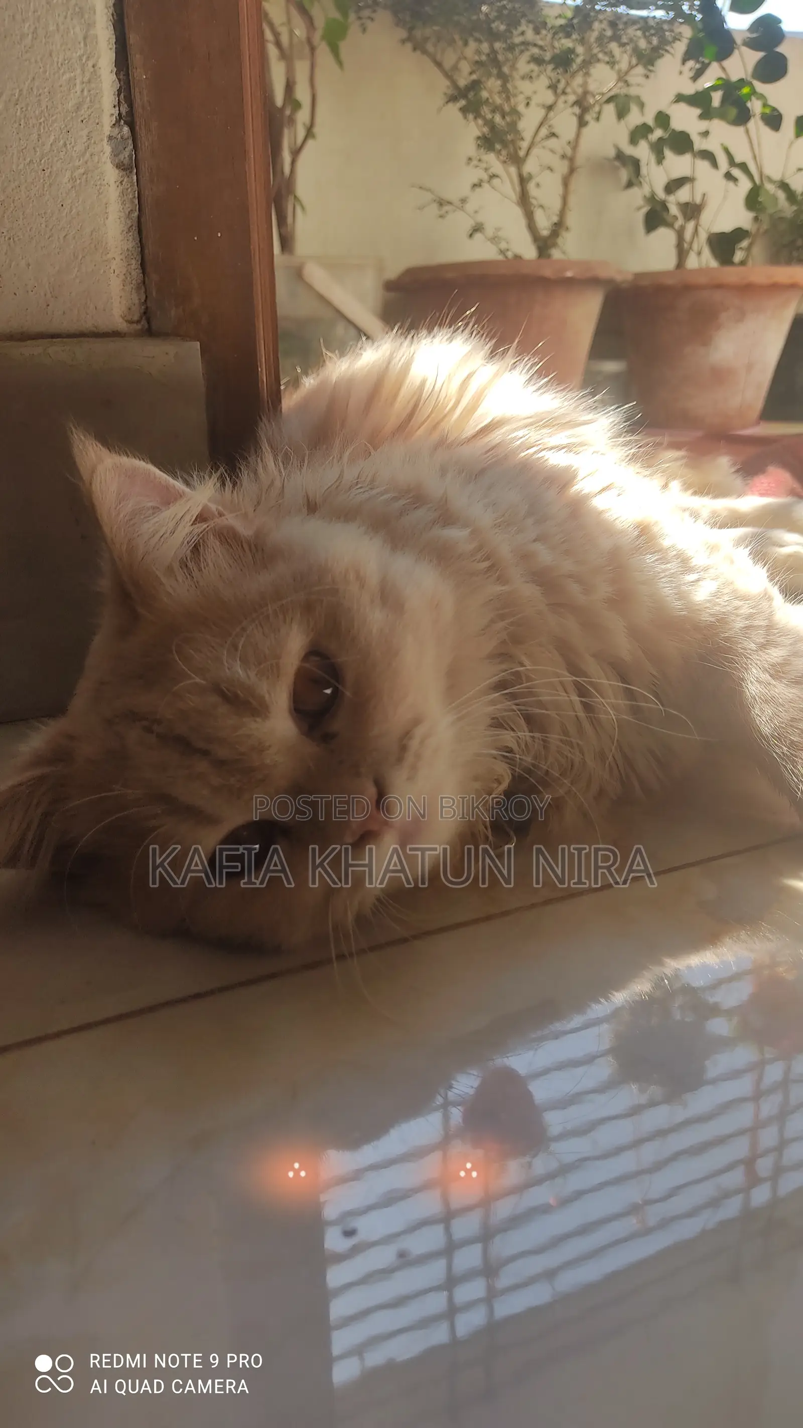 1+ Year Old Male Purebred Persian Cat