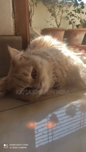 1+ Year Old Male Purebred Persian Cat