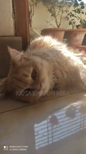 1+ Year Old Male Purebred Persian Cat
