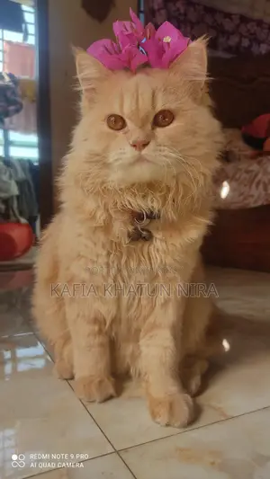 1+ Year Old Male Purebred Persian Cat