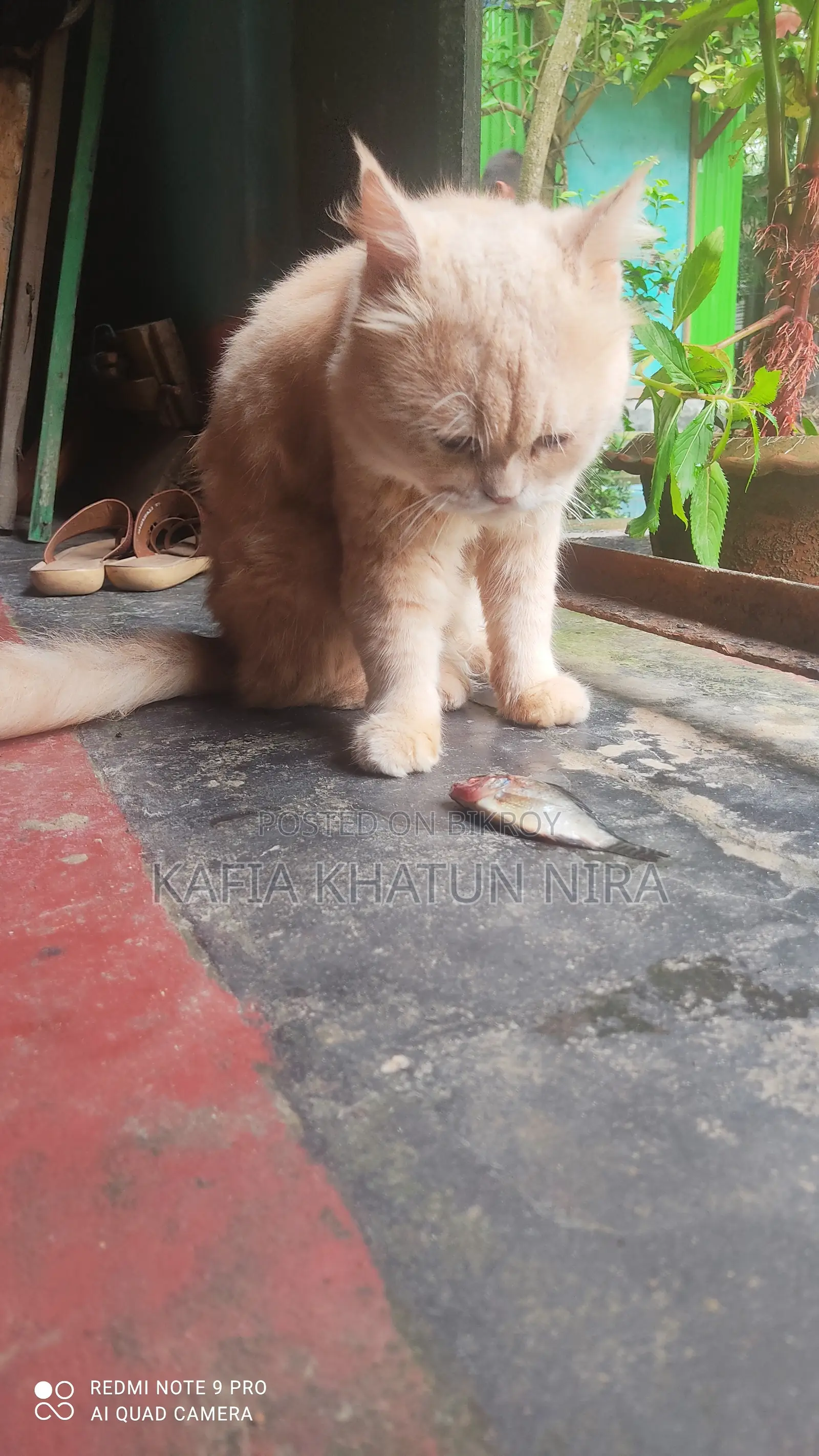 1+ Year Old Male Purebred Persian Cat