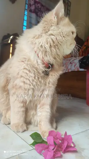 1+ Year Old Male Purebred Persian Cat
