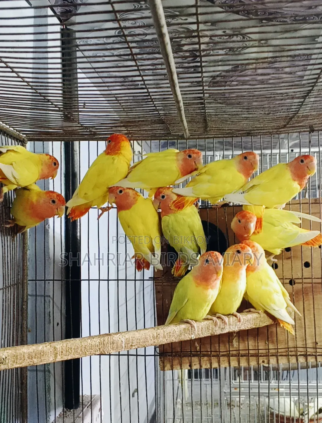 লোটিনো অপলাইন লাভবার্ড (এডাল্ট)