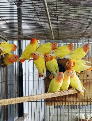 লোটিনো অপলাইন লাভবার্ড (এডাল্ট)