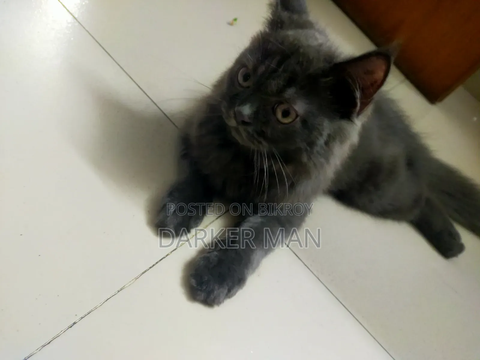 1-3 months Female Purebred Persian