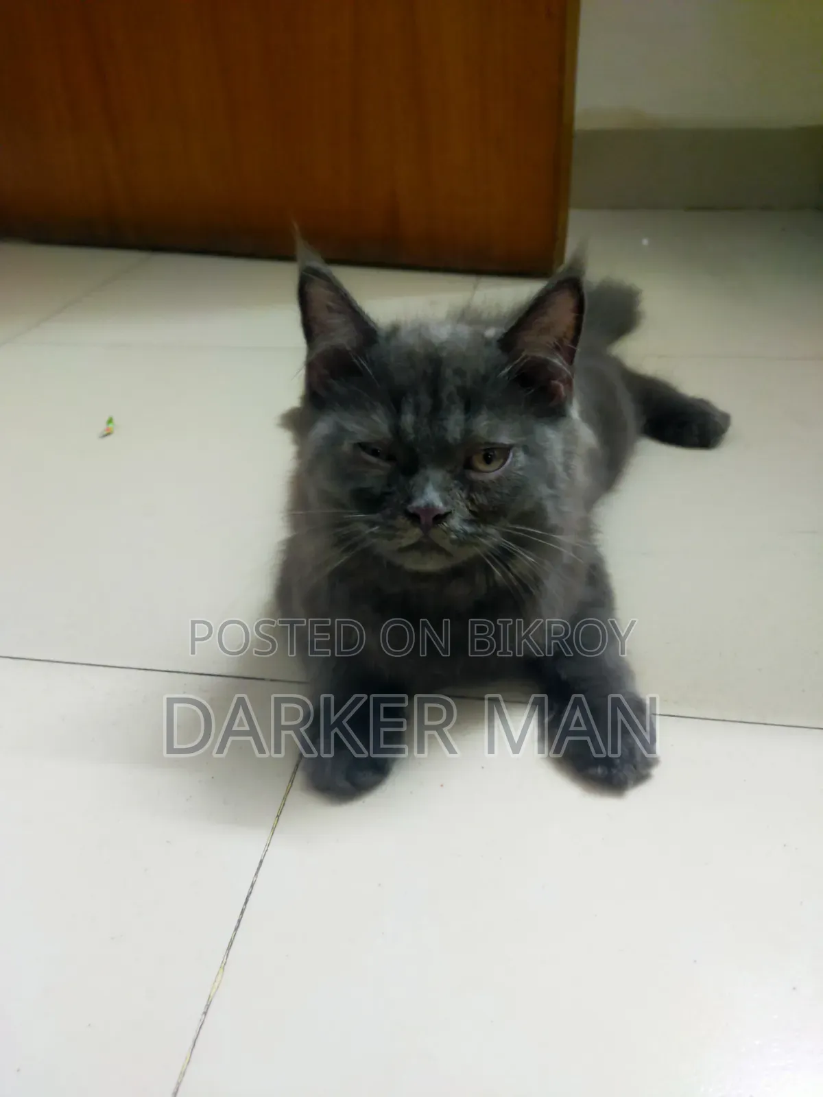 1-3 months Female Purebred Persian