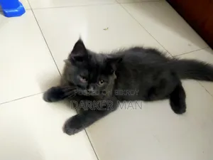 1-3 months Female Purebred Persian
