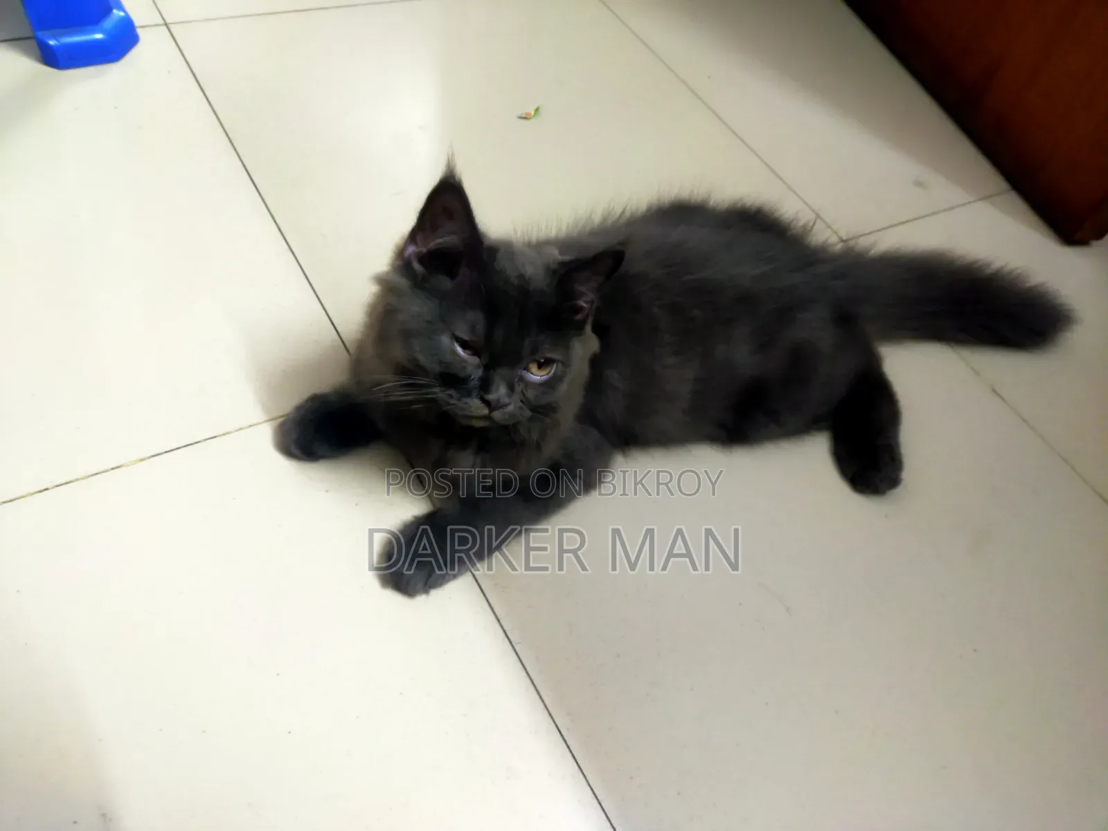 1-3 months Female Purebred Persian
