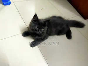 1-3 months Female Purebred Persian