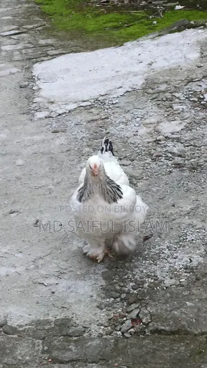 10 pieces of Brahma chicken chicks for sale.