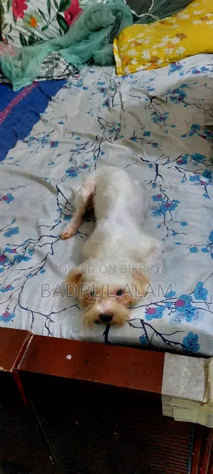 1+ year Female Purebred Lhasa Apso