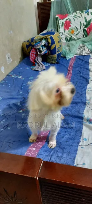 1+ year Female Purebred Lhasa Apso